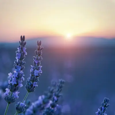 Sunrich Summer Provence flower variety