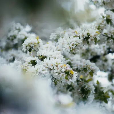 a close up of a tree with white flowers