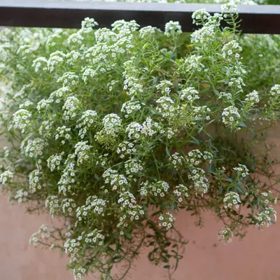 Sweet Alyssum flower variety