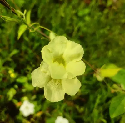 a close up of a flower