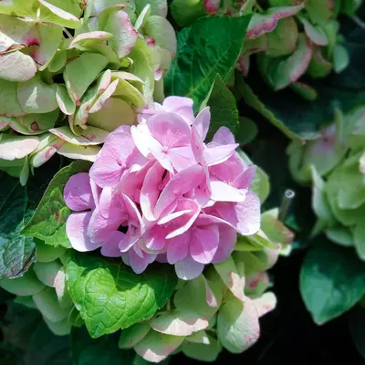 a close up of a pink and green flower