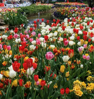 Sylphid flower variety