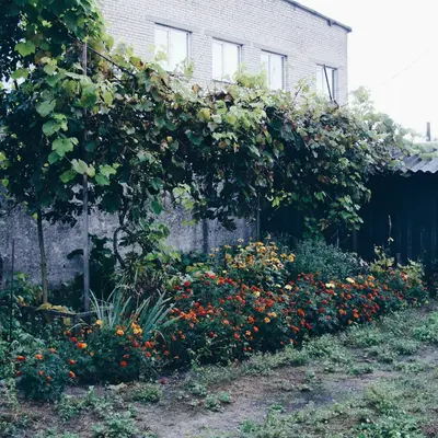 A lush garden with blooming flowers and green vines.