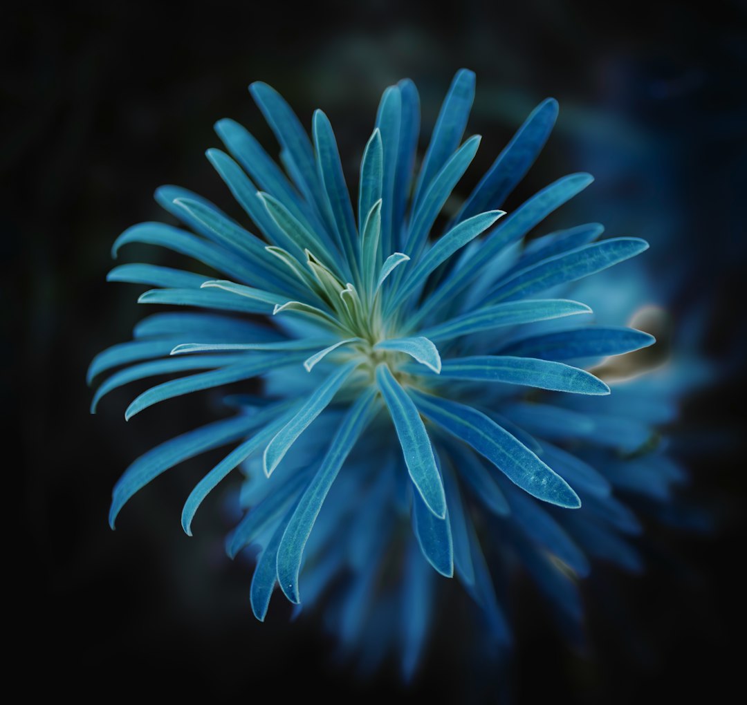 Tall Blue Planet flower variety