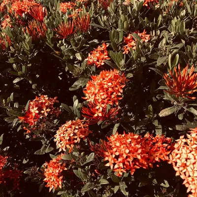 Tangerine Gem flower variety