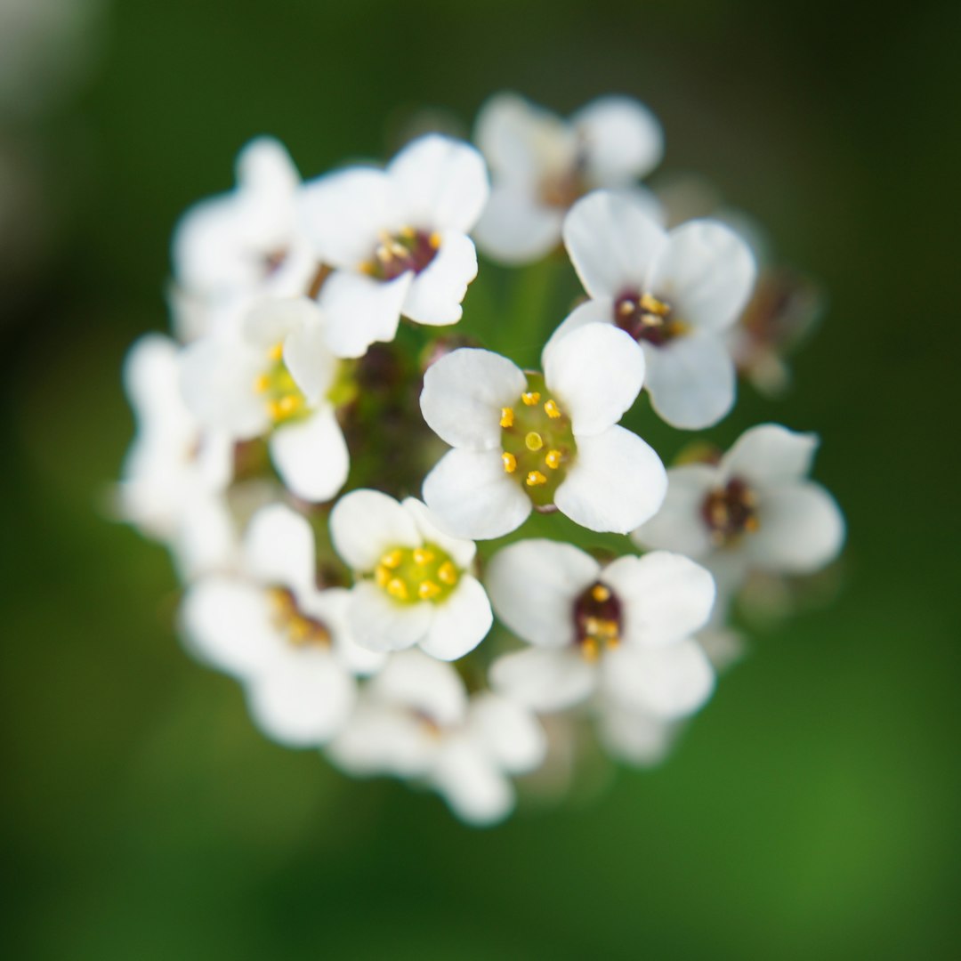 Tetra White flower variety