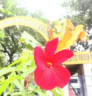 The Governor flower variety