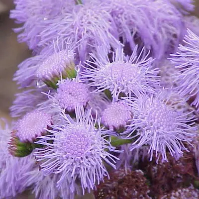 Timeless Mix flower variety
