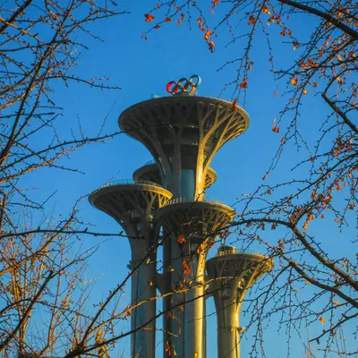 Tower Silver (Callistephus chinensis)