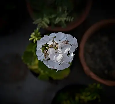 Tower White flower variety