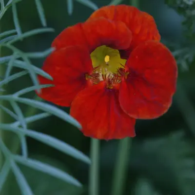 Trailing Nasturtium Mix flower variety