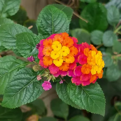 Triple Berry Mix flower variety