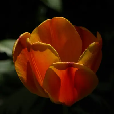 A close up of a single orange flower