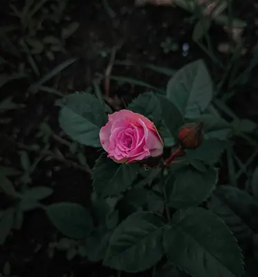 Uproar Rose flower variety