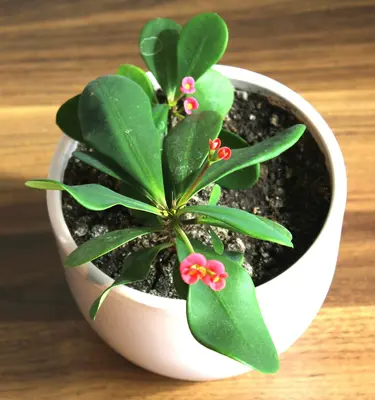 Valentine flower variety
