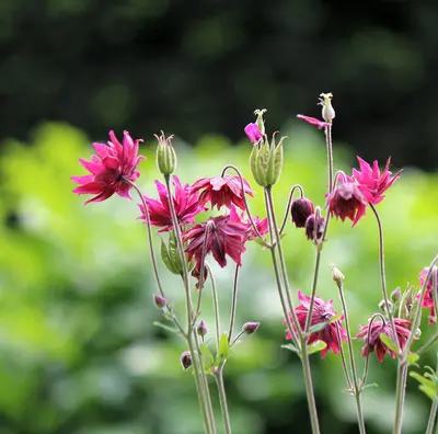 Valkyrie Brunhilde Chamois flower variety