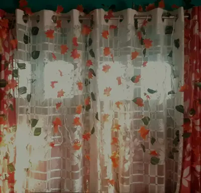 Velvet Curtains flower variety