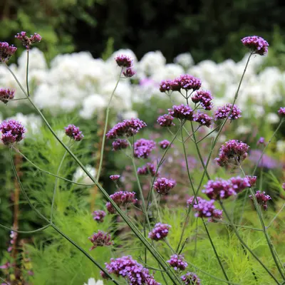 Verbena bonariensis flower variety