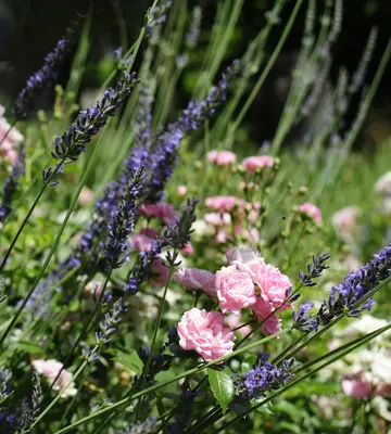 Versailles Mix flower variety