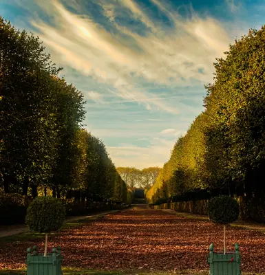 Versailles Red (Cosmos bipinnatus)