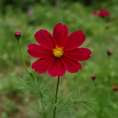 Versailles Red flower variety