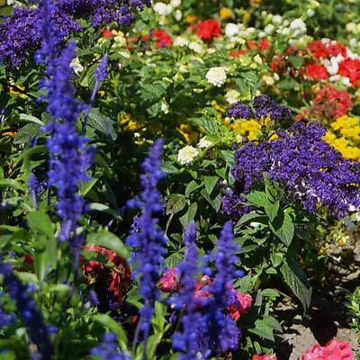 Victoria Blue flower variety