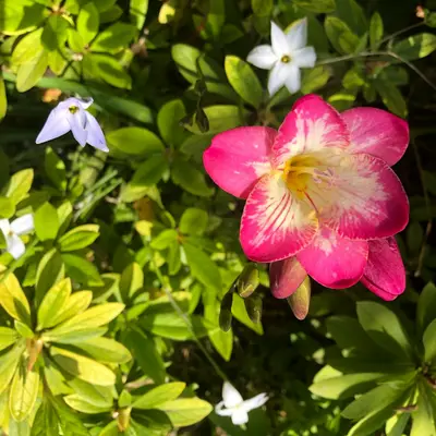 Vinca Madagascar Mix flower variety