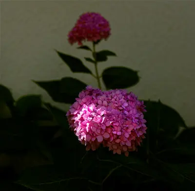 a close up of a flower