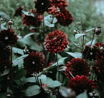 Vintage Brown flower variety
