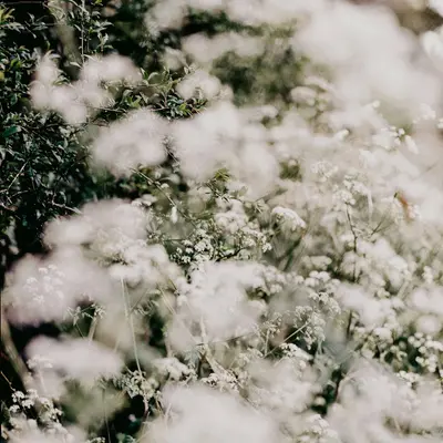 Vintage White flower variety