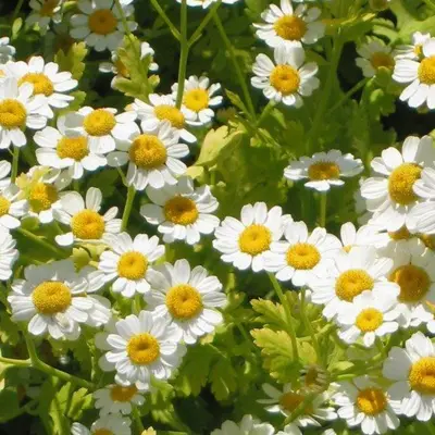 Virgo flower variety