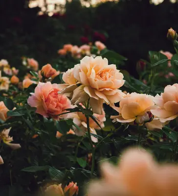 Voyage 2 Champagne flower variety