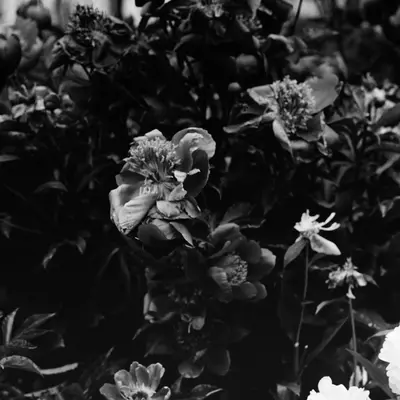 Voyage 2 First Love flower variety
