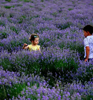 Voyage 2 Lavender flower variety
