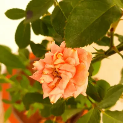 Voyage 2 Light Apricot flower variety