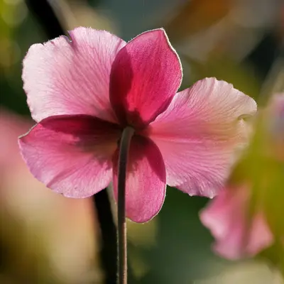 Voyage 2 Pink Improved flower variety