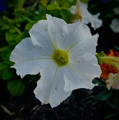 Voyage 2 White Improved flower variety