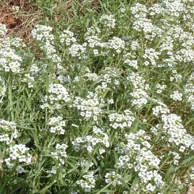 Wandering Mixture flower variety