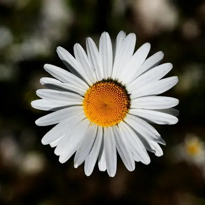 White Beauty flower variety