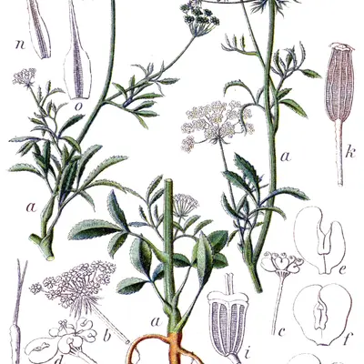 White Dill flower variety
