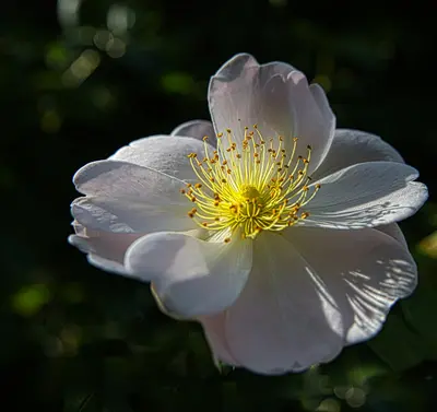 White Glitter flower variety
