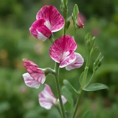 Wiltshire Ripple flower variety