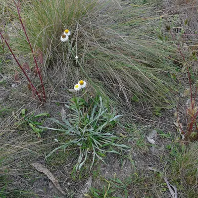 Winged Everlasting flower variety