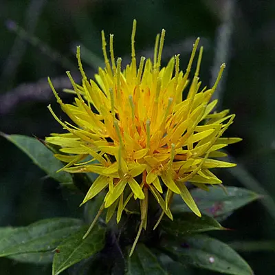 Zanzibar flower variety