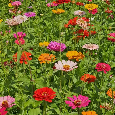 Zinnia Elegans Giant Dahlia Flowered Mix flower variety