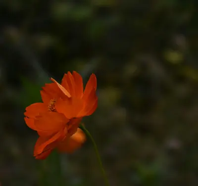 Zowie!™ Yellow Flame flower variety