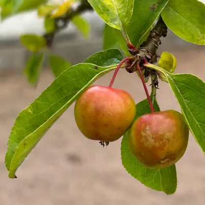 a couple of apples hanging from a tree