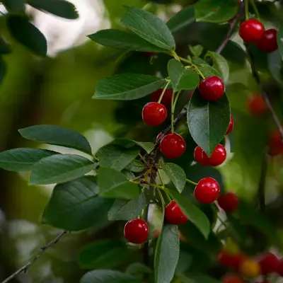 Bing Cherry fruit tree variety