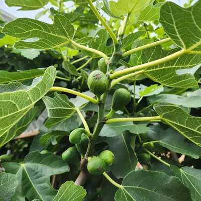 Black Mission Fig plant