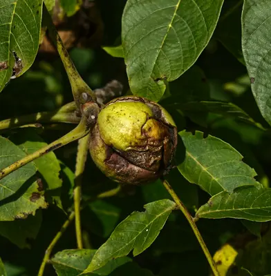 a snail on a plant